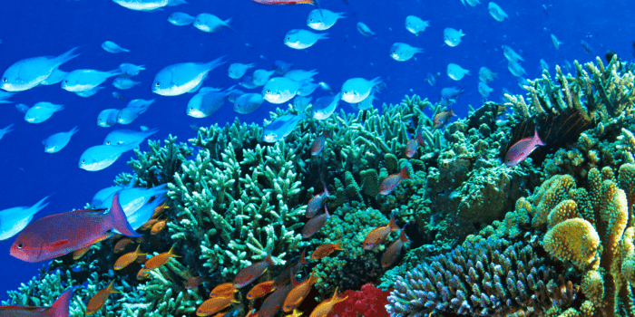 The Best Time to Visit Great Barrier Reef