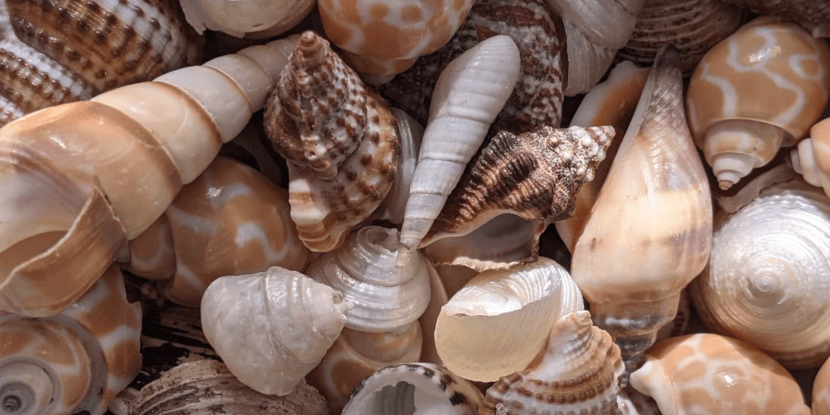 Can You Bring Shells On A Plane